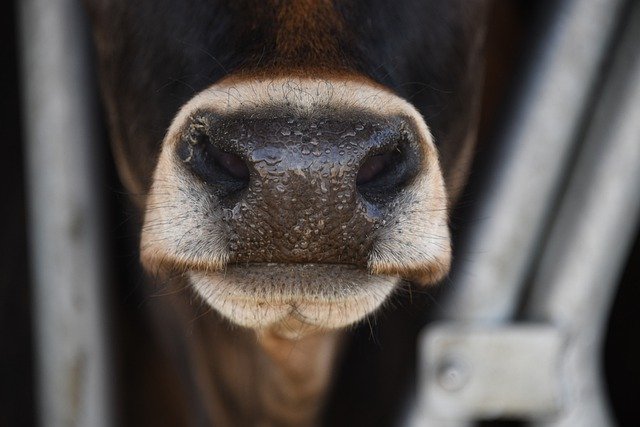 सपने में गाय का बोलना कैसा संकेत है - cow talking in dream.
