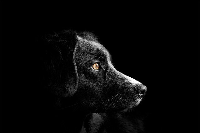 What is it like to see a black dog in a dream? सपने में काले कुत्ते को देखना कैसा होता है? Sapne me kaale kutte ko dekhna kaisa hota hai?