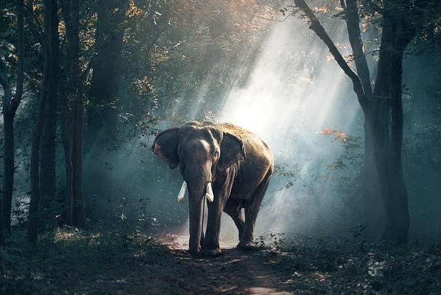 सपने में हाथी देखने से क्या होता है ? - Dreams about elephants.