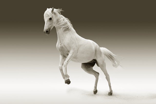 सपने में सफेद घोड़ा देखना कैसा संकेत है? What is the sign of seeing a white horse in a dream?