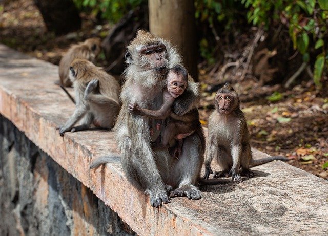 बंदरों के एक समूह के बारे में सपना।