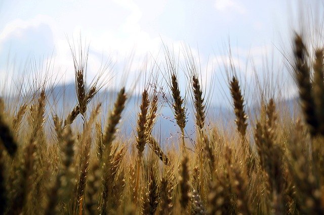 What does it mean to see wheat in a dream?