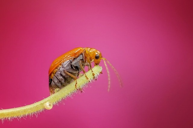 सपने में शरीर पर कीड़े देखने का क्या अर्थ है? - Sapne mein shareer par keedre dekhne se kya hoto hai - What does it mean to see insects on the body in a dream?
