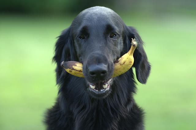 सपने में काले कुत्ते को केला खाते हुए देखना।