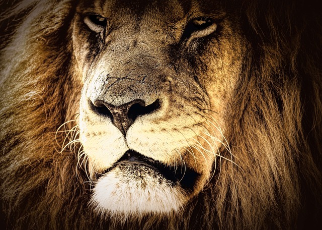 सिंह राशि वालों की कमजोरी क्या है ?