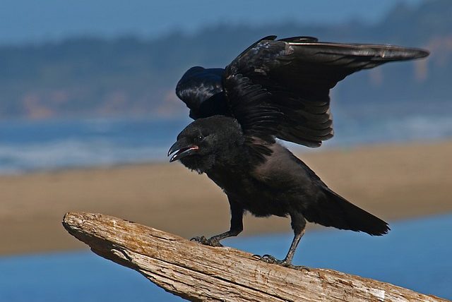 Feeding crows in dream Islam?