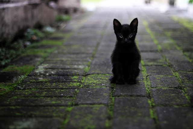 काली बिल्ली का घर में आना शुभ या अशुभ होता है ?
